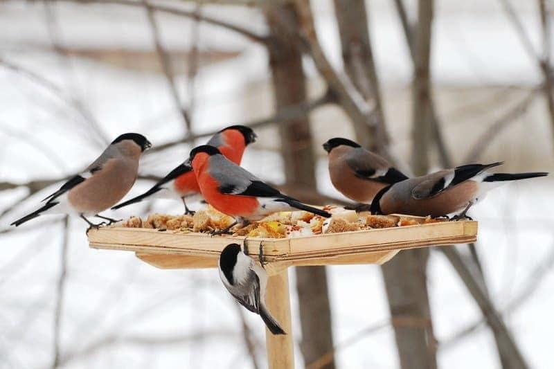 The State Consumer Service has outlined what foods should not be used to feed birds during winter.