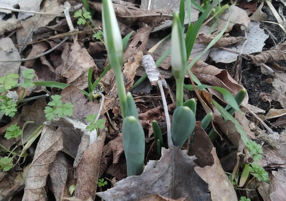 Spring in February: the first snowdrops have bloomed in Hydropark.